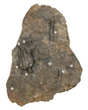 Triassic Showpiece Encrinus