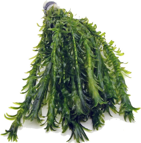 Elodea densa xl bunch - densa,