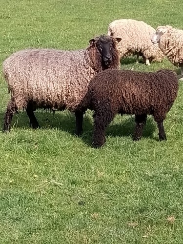 Black fleeces raw - fleeces, unwashed