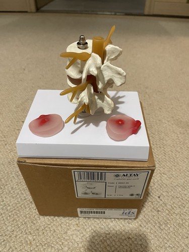 Medical anatomical model - model, 2