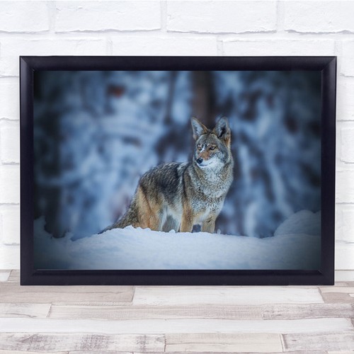 Coyote winter coyotes - in,
