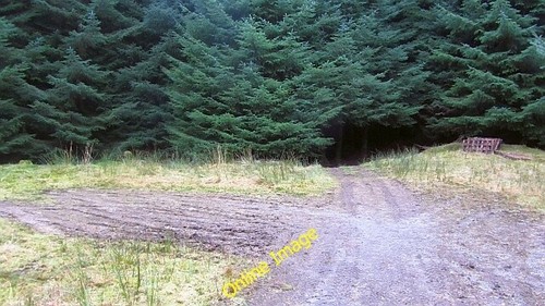 Photo 6x4 forest - 6x4, road