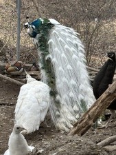 4 Peacock Peafowl Hatching