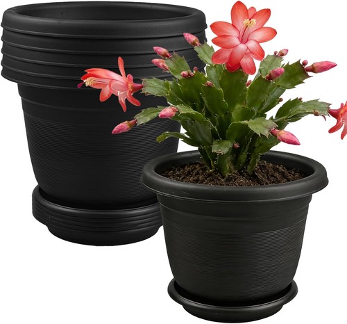 6pack 5cm in plant pots - plant,