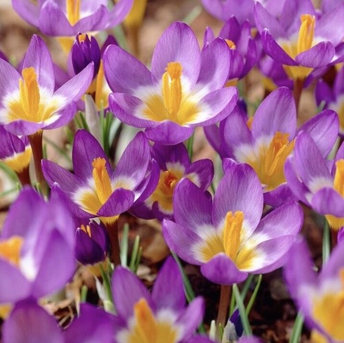 Crocus bulbs tri colour - crocus, 'tri