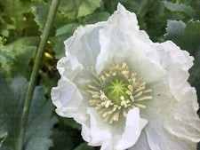 PAPAVER S0MNIFERUM "TURKISH