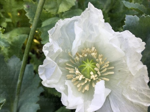 Papaver s0mniferum turkish - papaver,