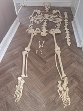 Unarticulated Human Skeleton