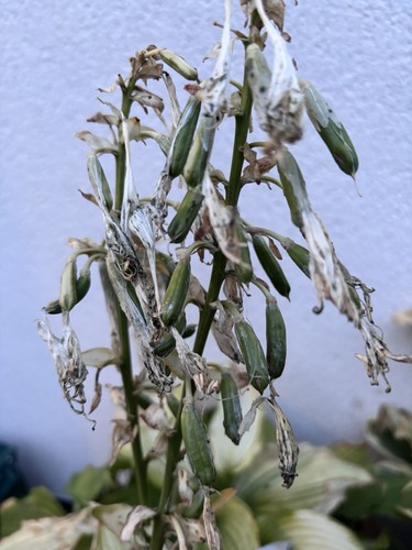 Hosta seeds grower - seeds, uk