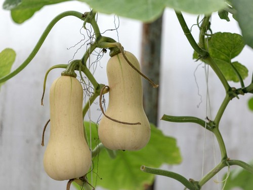 Squash butternut plug - 6x,