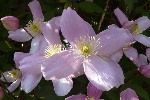 Clematis montana elizabeth - clematis,