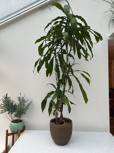 Dracaena fragrans large indoor - dracaena,