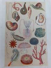 Max Seeger Stuttgart shells