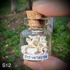 Pigeon Vertebrae In A Glass