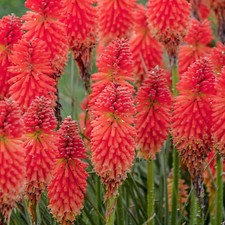 Kniphofia Poco Red Red Hot Poker Outdoor Perennial Garden Ready Plant in Pot
