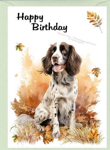 English springer spaniel - springer,
