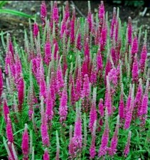 Veronica spicata RED FOX -