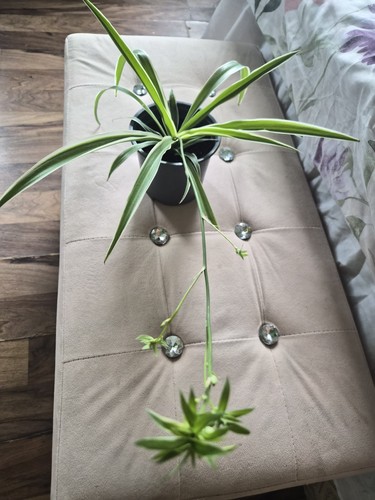 Large spider plant - large,