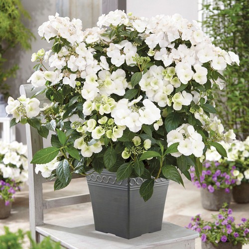 Flowering shrub hydrangea - flowering, shrub,