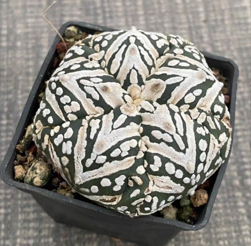 Rare plant succulentlive - rare,
