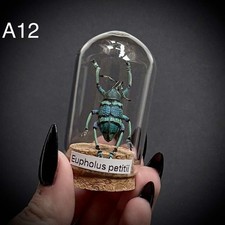 CLEARANCE Eupholus Petitii in