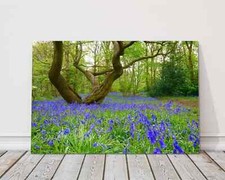 Bluebells in the woods Printed and framed as a canvas picture print