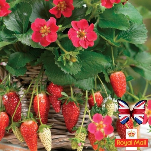 Strawberry toscana 10 - “toscana,