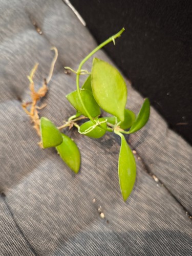 Hoya panchoi rooted cutting - panchoi, 8