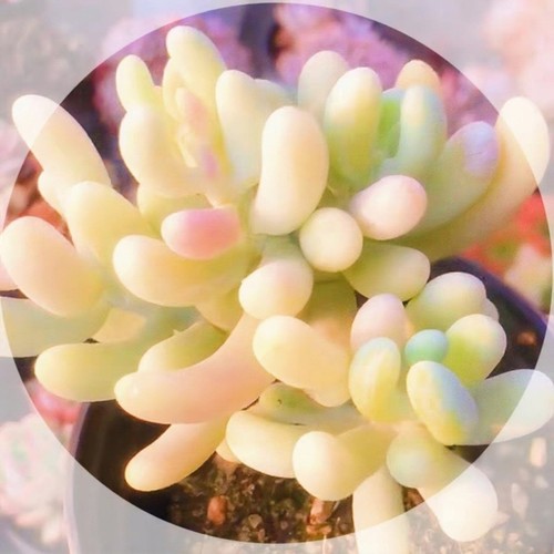 10x sedum allantoides seeds - sedum,