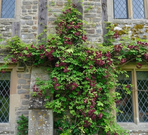 Akebia quinata chocolate vine