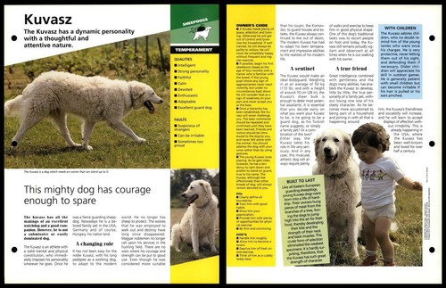 Kuvasz temperament dogs of - temperament,