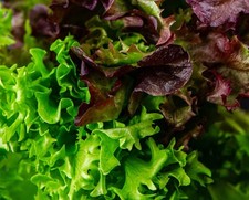 Lettuce Seed Babyleaf Mixed