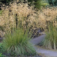 Stipa gigantea 2L Golden Oat Grass