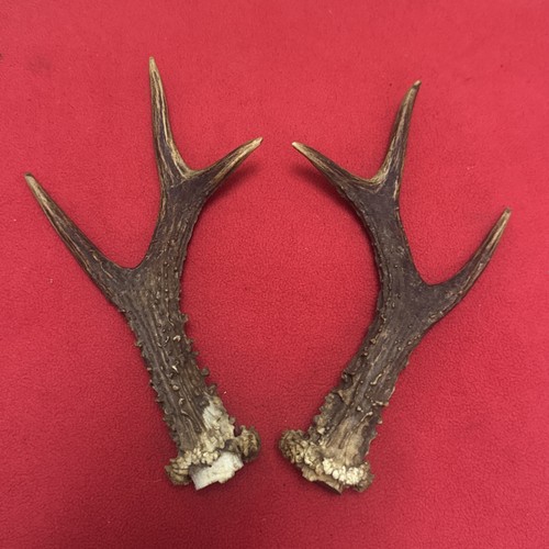 Pair roe deer antlers - roe,