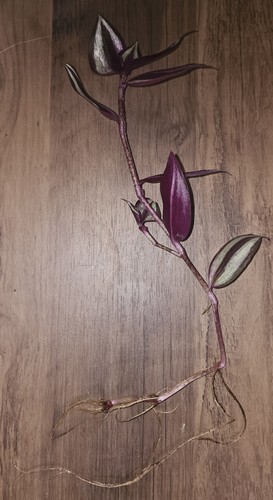 Well rooted tradescantia - well-rooted,