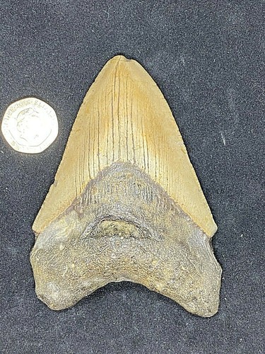 Prehistoric fossil - 4.1",
