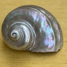 Antique Giant Turbo Marmoratus shell Mother Of Pearl Seashell 15cm Across