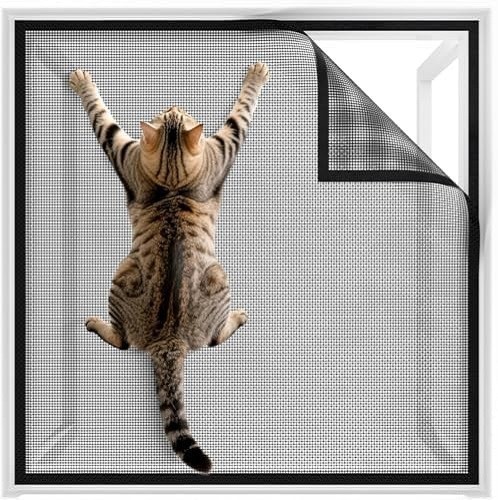 Window fly screen cat - fly,