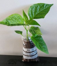 1x Bangladeshi Kala Naga