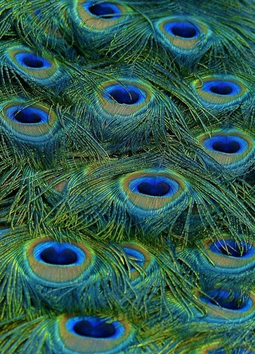 Rice paper for - rice,