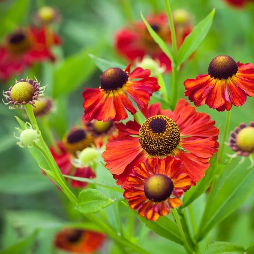 Helenium mardi gras pot xxl - gras, 3l