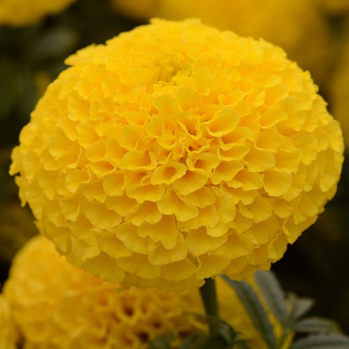 Marigold african marvel - marigold,