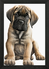 English Mastiff Dog 04 Framed