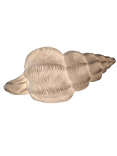 Mini Horse Conch Shell