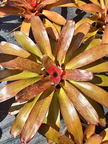Bromeliad neoregelia jill - neoregelia,
