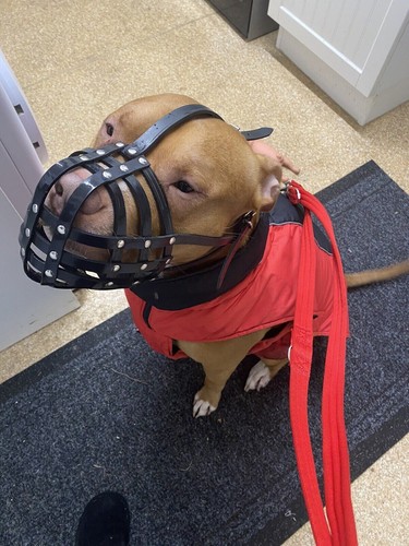 Biothane dog muzzle - biothane,