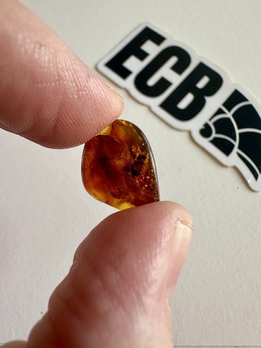 Baltic amber with mosquito - amber,