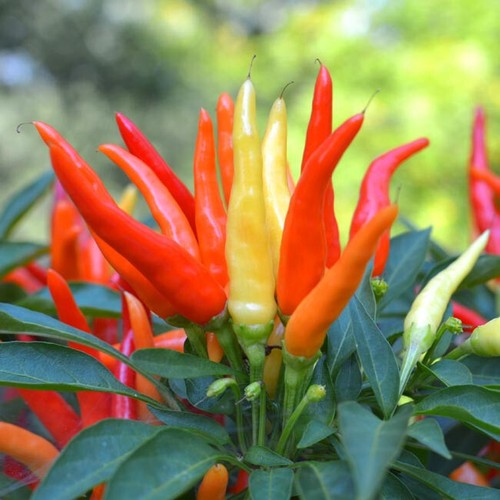 Tabasco chili pepper 10 - tabasco,