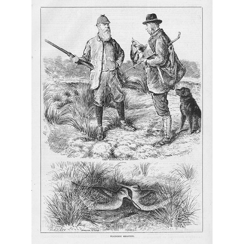 Woodcock shooting antique - woodcock,