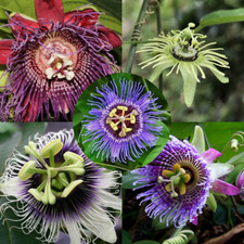 Passiflora Collection - 5 Varieties of Passiflora, 25 Total